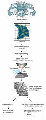 Total Number Is Important: Using the Disector Method in Design-Based Stereology to Understand the Structure of the Rodent Brain